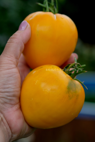 Томат Домашние Сердца Желтые от Гонсиоровских, 10 шт