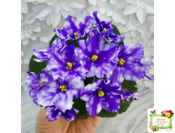 Hunter’s Andromeda (K. Muzalewski) 2023 г. (лист с деткой посажен 25.07.25)