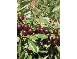 Бета сливово-вишневый гибрид - Купить саженцы - Владивосток