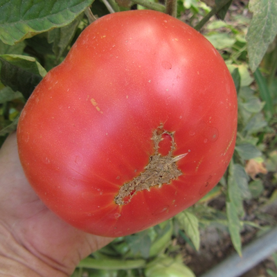 Томат Дакоста португальская (DaCosta's Portuguese)