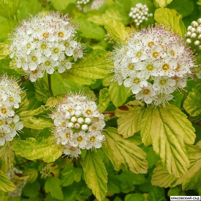 Пузыреплодник калинолистный Наггет - Nugget