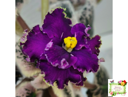 РМ-Глаз Дракона (Н. Скорнякова) 2021 г.