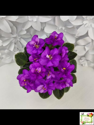 Ness' Tiny Flame (D.Ness)