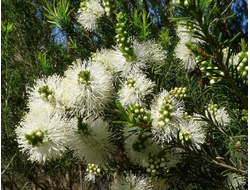 Розалина (Melaleuca ericifolia) - 100% натуральное эфирное масло