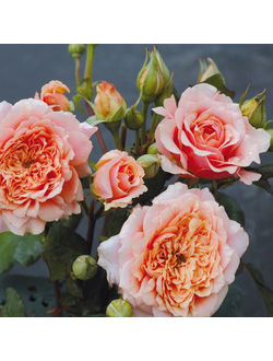 Фестиваль де Жардин де Шомон (Festival des Jardins de Chaumont)