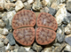 Lithops schwantesii C076 - 10 семян