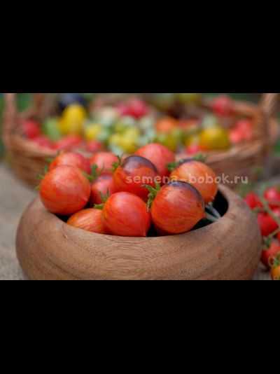 Томат Dwarf Shadow Boxing (Гном Бой с тенью), 10 шт