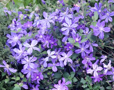 Клематис Арабелла