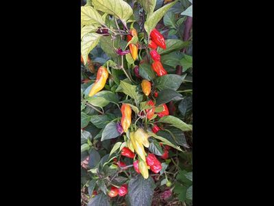 Перец острый  Naga Smooky Rainbow