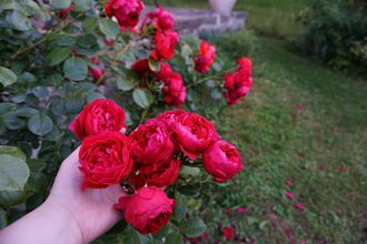 Розы питомник КОРДЕС, Флорентина плетистая помпонная (пионовидная) роза