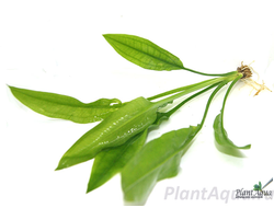 echinodorus-paniculatus