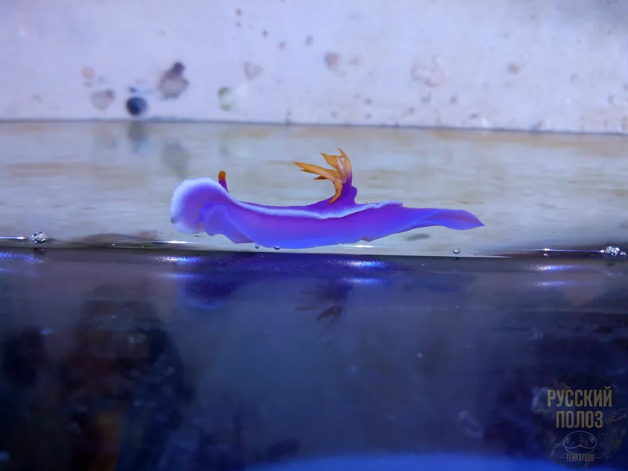 Голожаберный Моллюск, Chromodoris bullocki в морском аквариуме