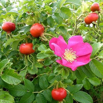 роза морщинистая-шиповник даурский морской