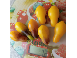 Томат черри Индиго кумкват грушевидный, (Indigo Kumquat pear)