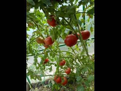 Томат Юсуповский