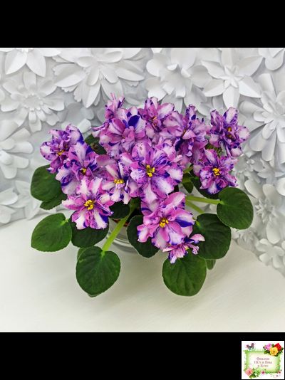 МК-Ветер Перемен Люкс химера (пасынок укоренённый из цветоноса)