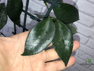 Hoya Sipitangensis