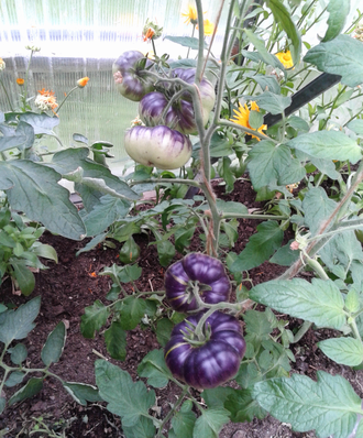 Семена томата Голубая красота