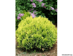 Туя Хозери - Hoseri