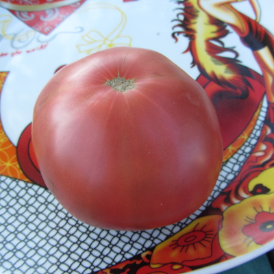 Томат Циндао