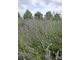 Лаванда лекарственная (Lavandula angustifolia), Сербия (5 мл) - 100% натуральное эфирное масло