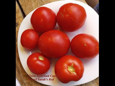Томат Гном Красный Сары (Dwarf Sarah's red tomato)