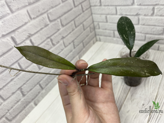 13/12/2024 hoya publicalyx red button