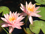 Nymphaea  Colorado