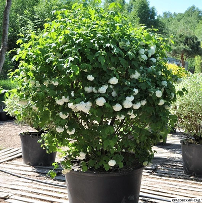 Топиар калина Розеум в форме шара - Roseum