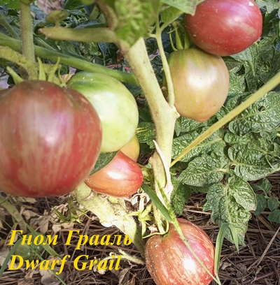 Томат Гном Грааль (Dwarf Grail)