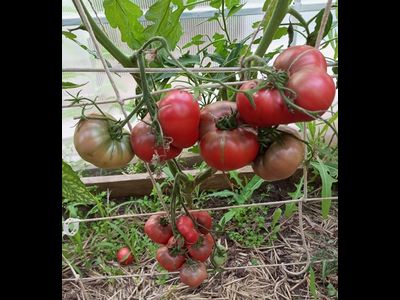 Томат Мглистая роза Дана (Dana's Dusky Rose)