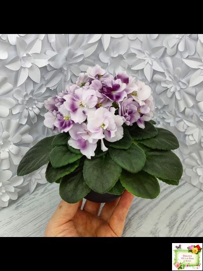 Mac's Southern Springtime (G.McDonald) (лист посажен 29.01.26)