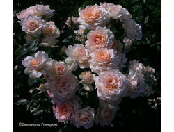 Чандос Бьюти (Chandos Beauty)