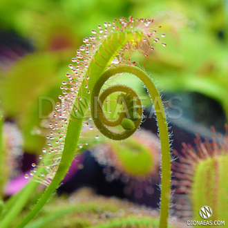 Drosera "Сapensis x Aliciae"