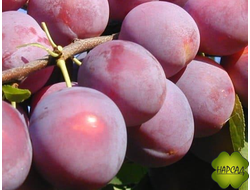 Алыча. СЛИВА РУССКАЯ "НАЙДЕНА" (невысокая, СЛАДКАЯ) (саженец 2 года)