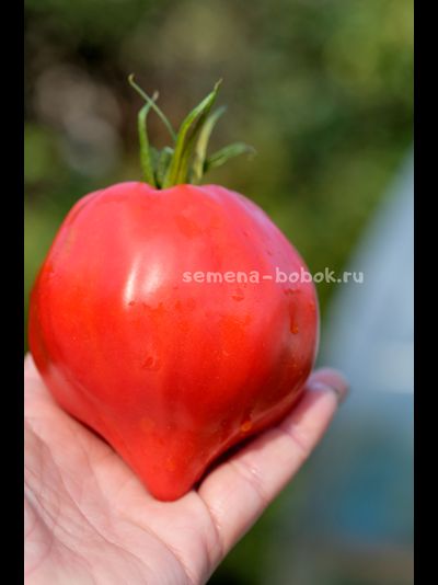 Томат Большая Красная Долли ( Big Dolly Red)