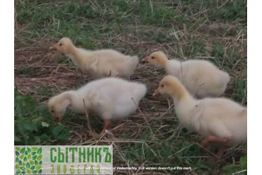Экотуризм на ферме домашние гуси