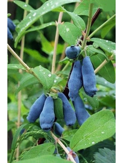 Жимолость Морена