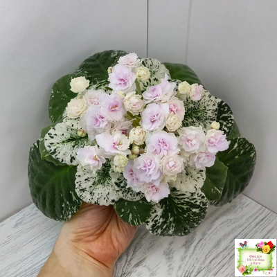 Watermelon Snow (P. Addison) (9738) 03/28/2007