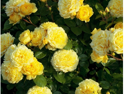 Анни Дюпрей  (Anny Duperey)  шраб, Meilland