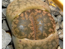 Lithops aucampiae C257 (MG-1546)