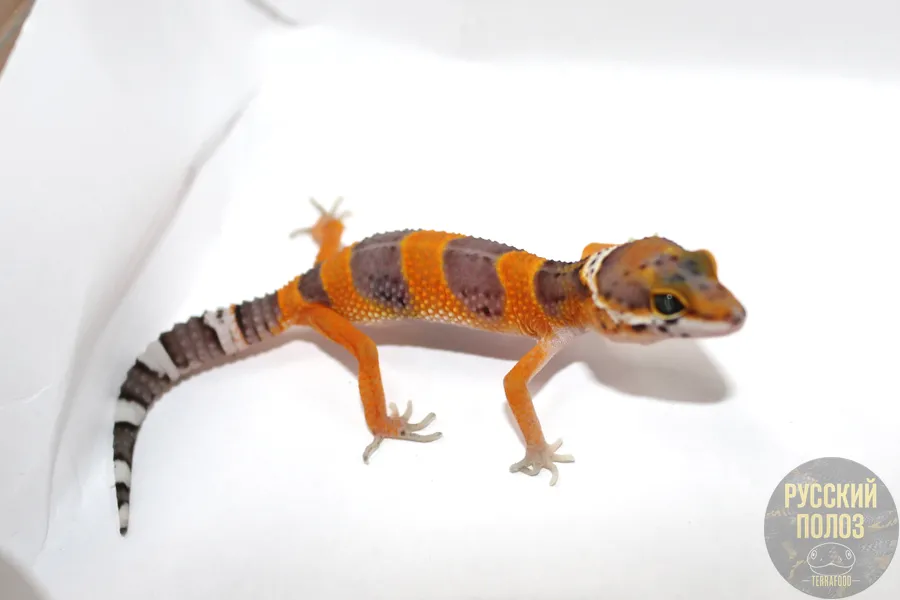 Пятнистый леопардовый эублефар, Eublepharis macularius