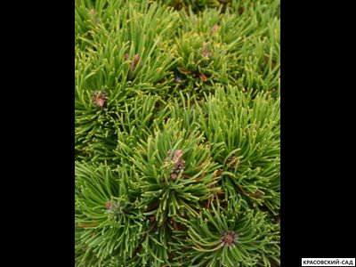 Сосна горная Петерле - Peterle