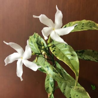 Tabernaemontana Divaricata Splash