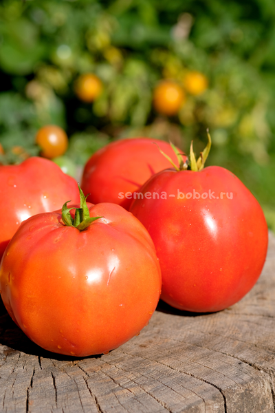 Томат Минусинский Бочковой, 10 шт
