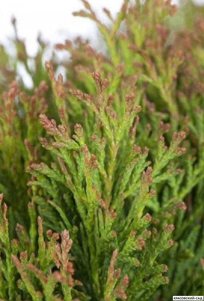 Туя Микки - Miky