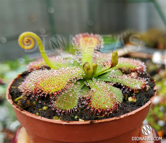 Drosera Coccicaulis - Drosera venusta, Drosera natalensis