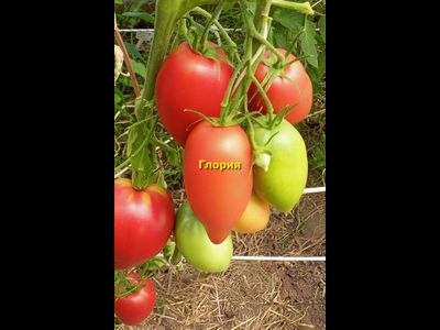 Томат Глория