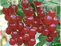 Смородина красная "Сахарная"