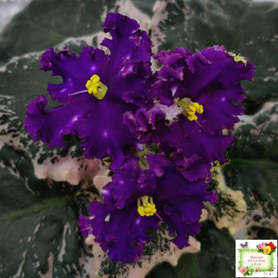 МТ-Моя Вселенная (М. Тотиева) 2023 г.